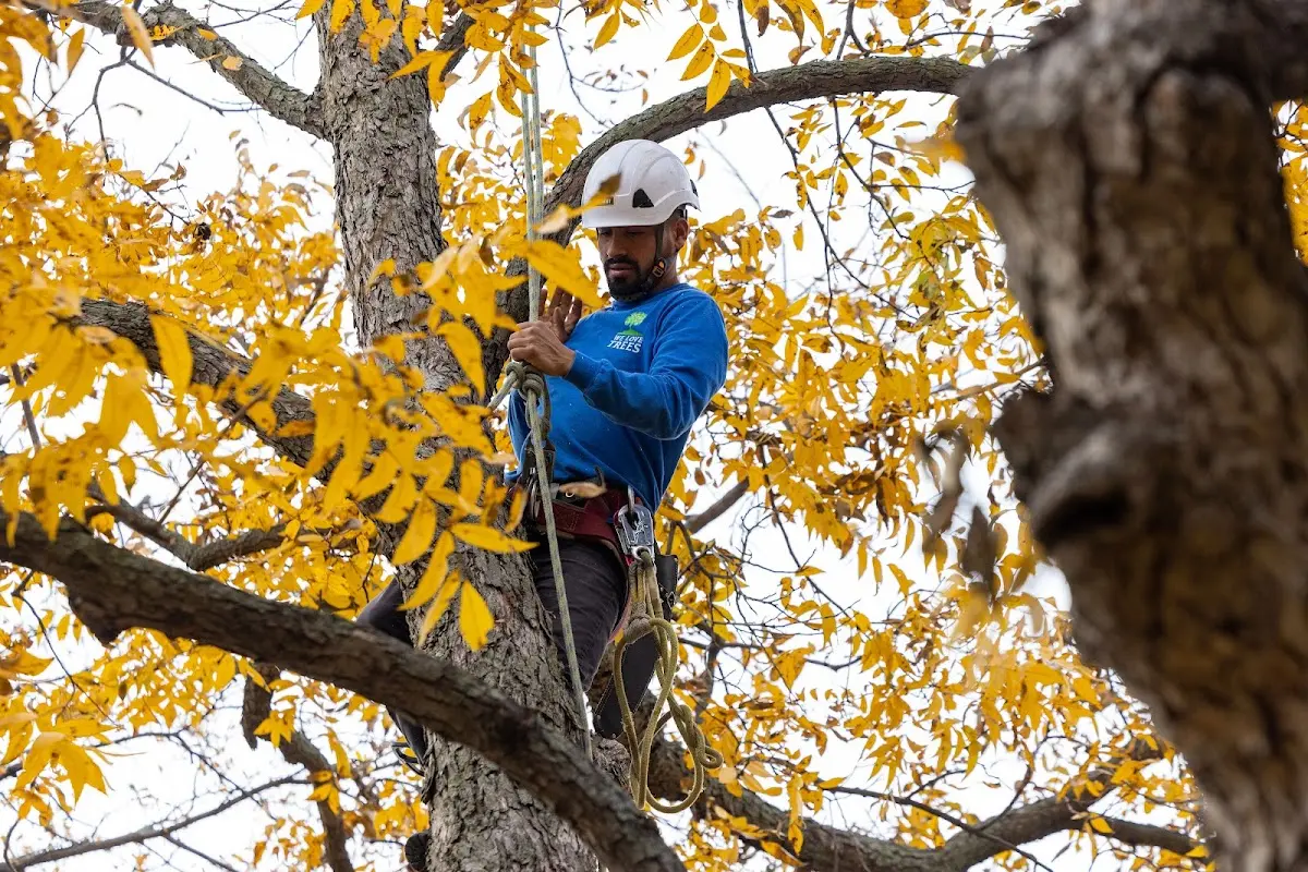 Skilled Tree Planing crew working in Waterville